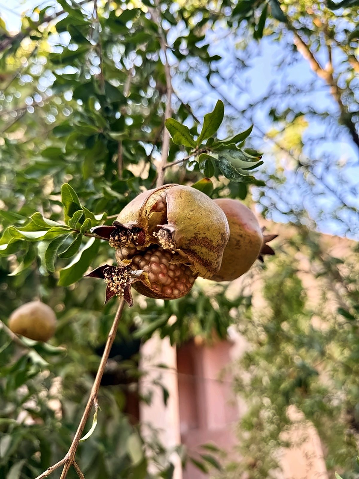 Ripening pomegranates on the branch